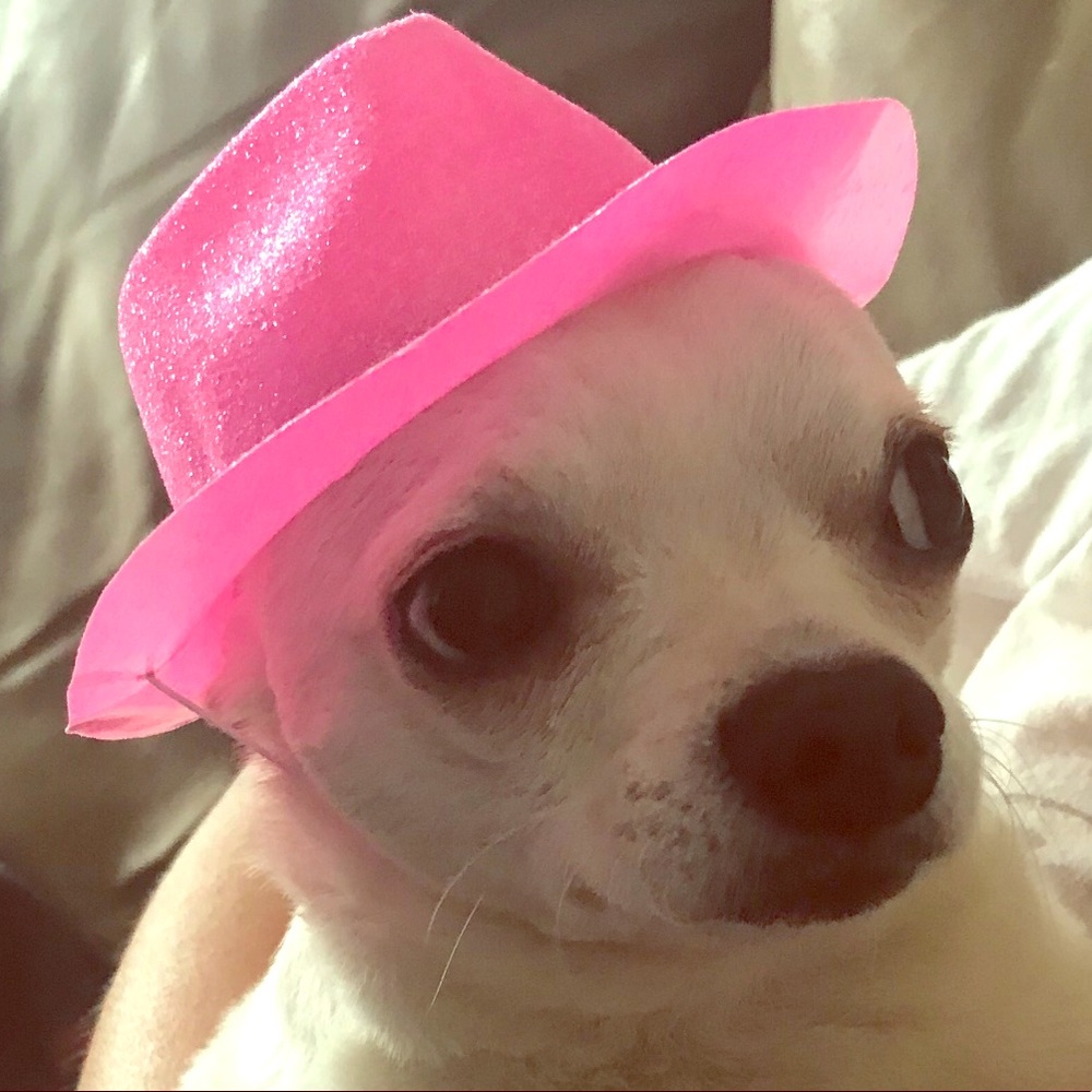 Doggy Fedora hat pink glittery cowboy sparkle - Picture 1 of 3